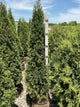 Juniperus virginiana 'Taylor'