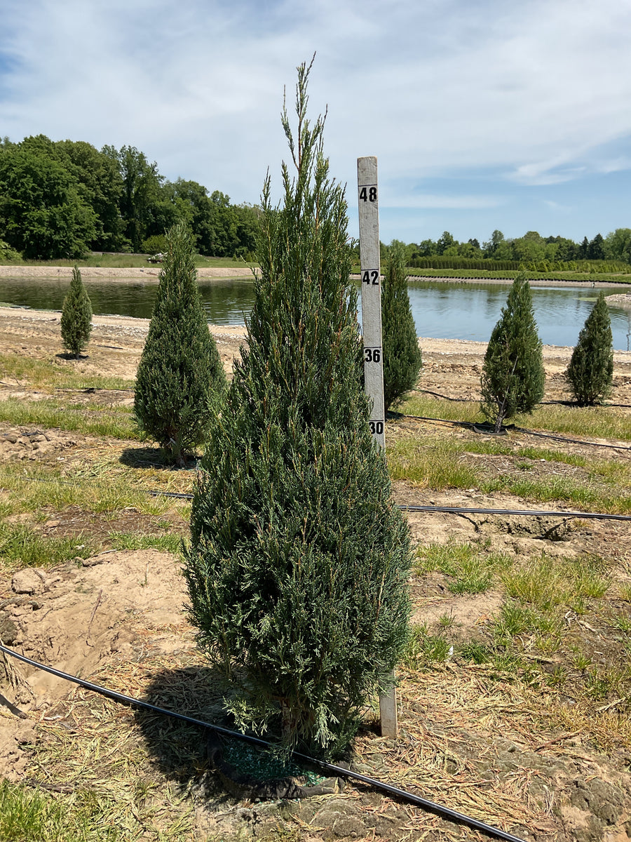 Juniperus scopulorum 'Skyrocket' — GB7 48-60