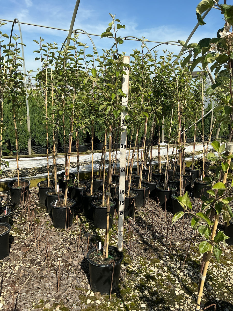 Malus 'Fruit Honeycrisp' — G2 36