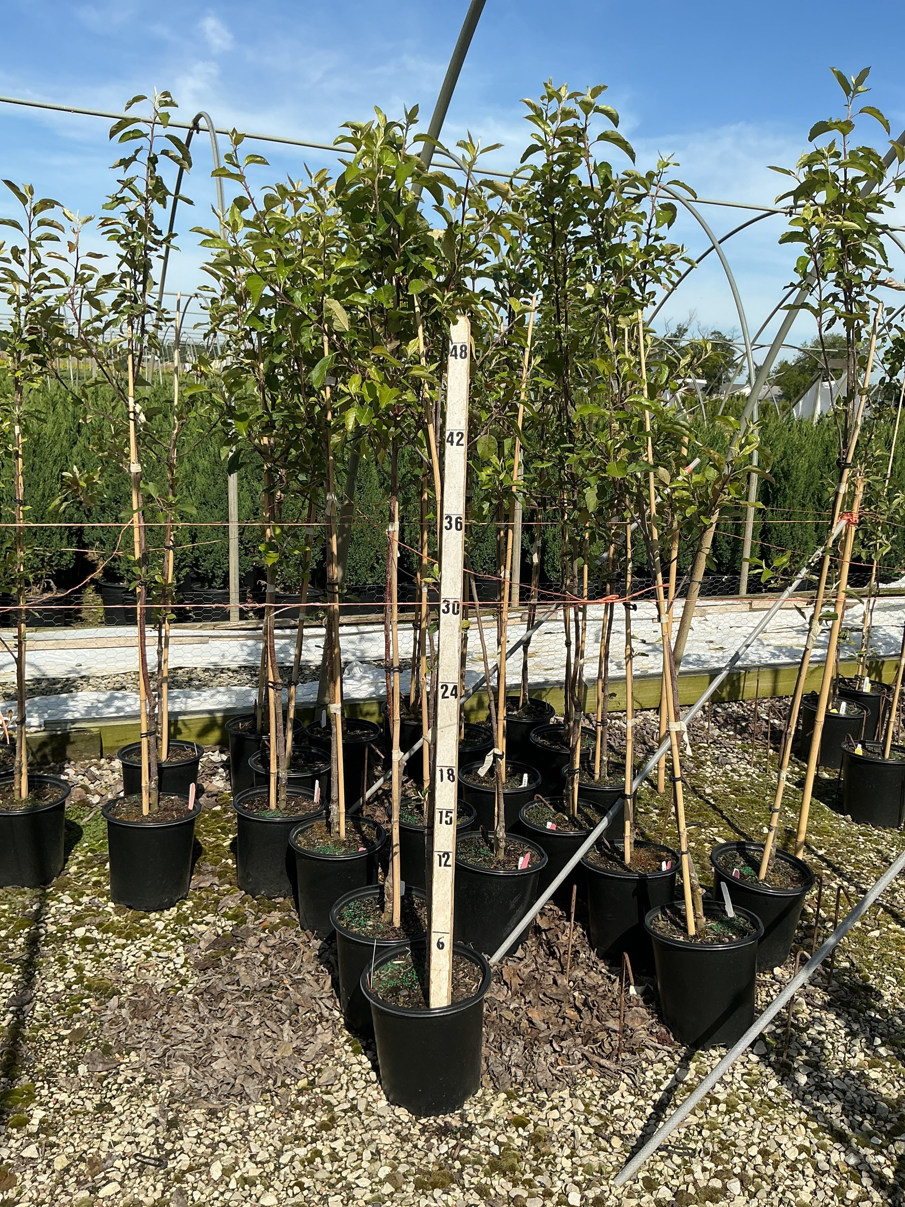 Malus 'Fruit Gala'