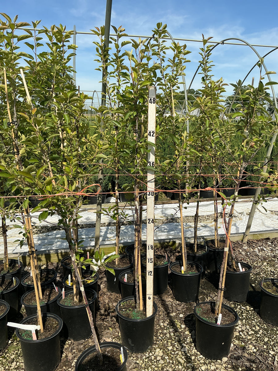 Malus 'Fruit Braeburn' — G2 36