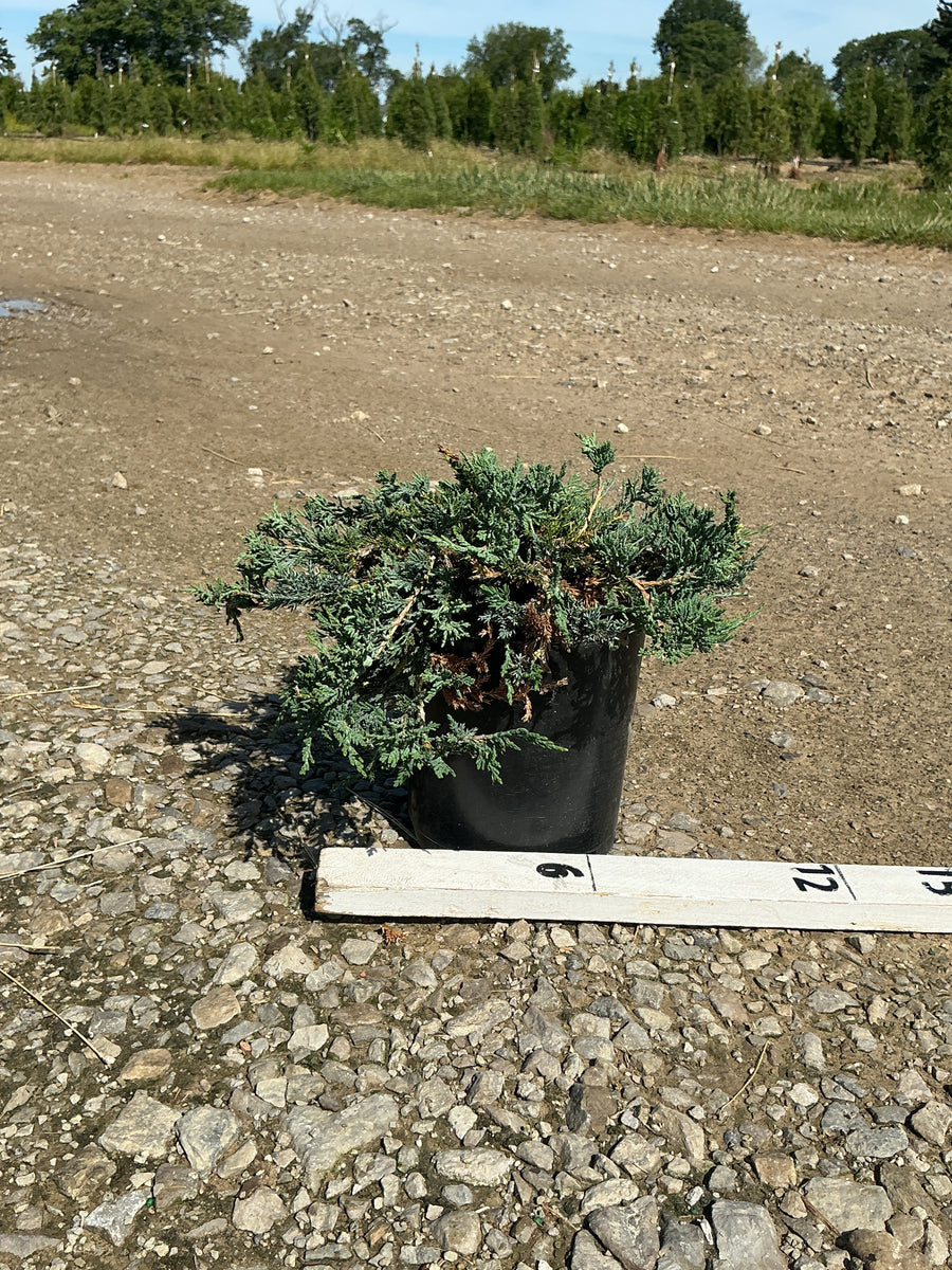 Juniperus horizontalis 'Wiltoni' — G1 8