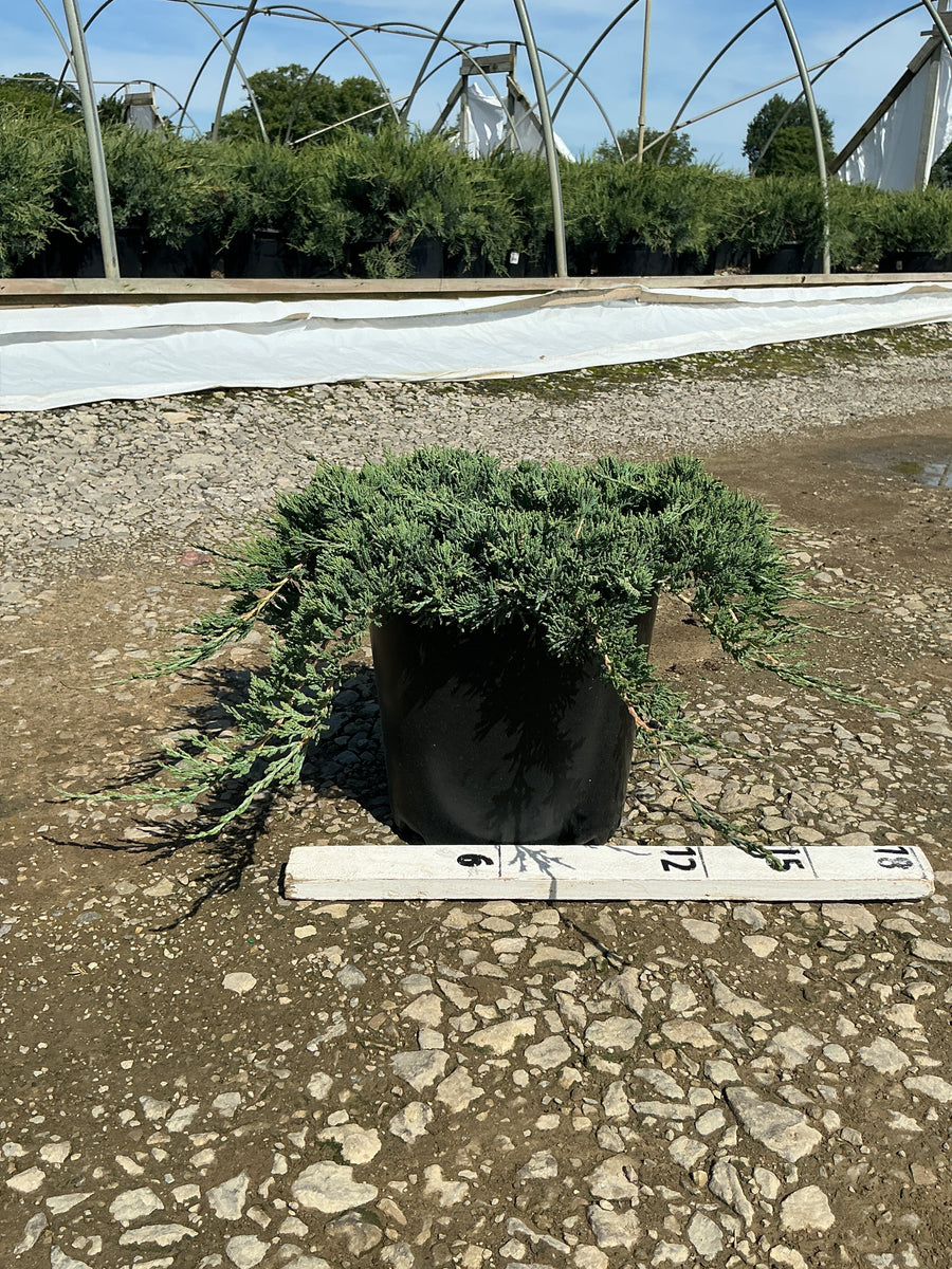 Juniperus horizontalis 'Wiltoni' — G2 10