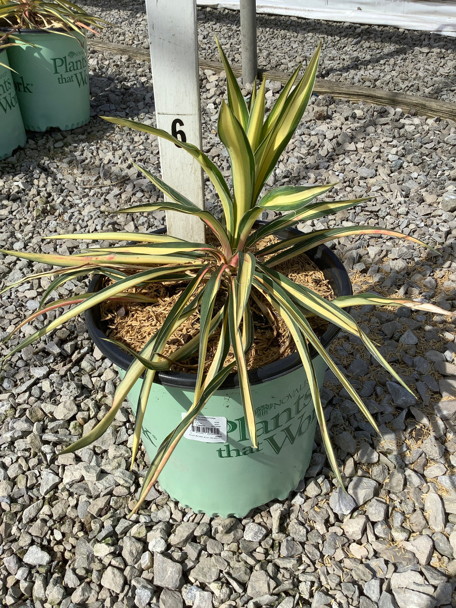 Yucca filamentosa 'Color Guard' — G2 PTW