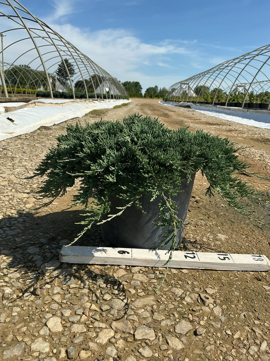 Juniperus horizontalis 'Wiltoni' — G3 15