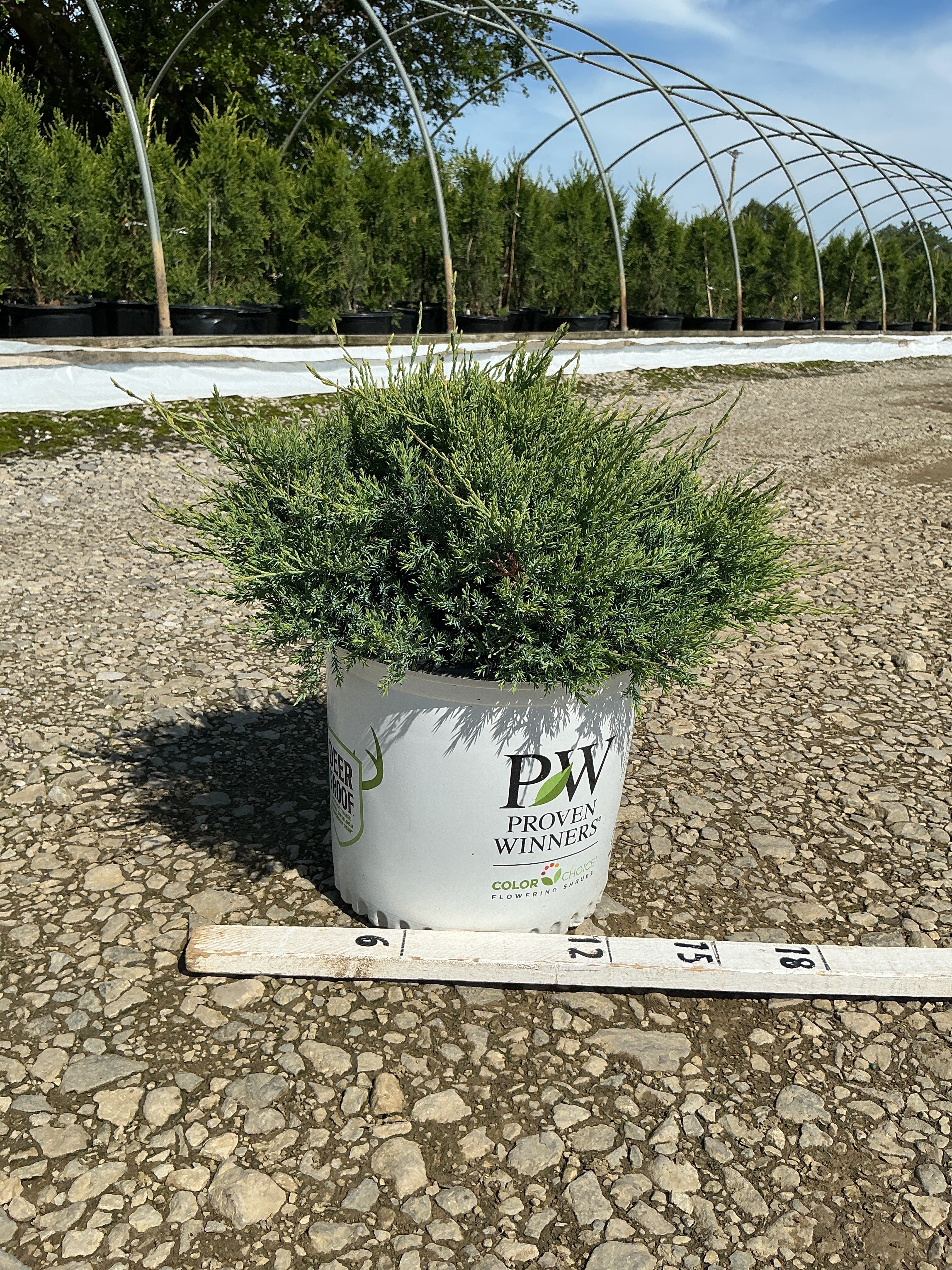 Juniper chinensis Montana Moss