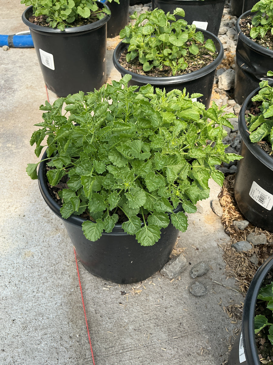 Campanula carpatica 'Rapido White' — 19CM