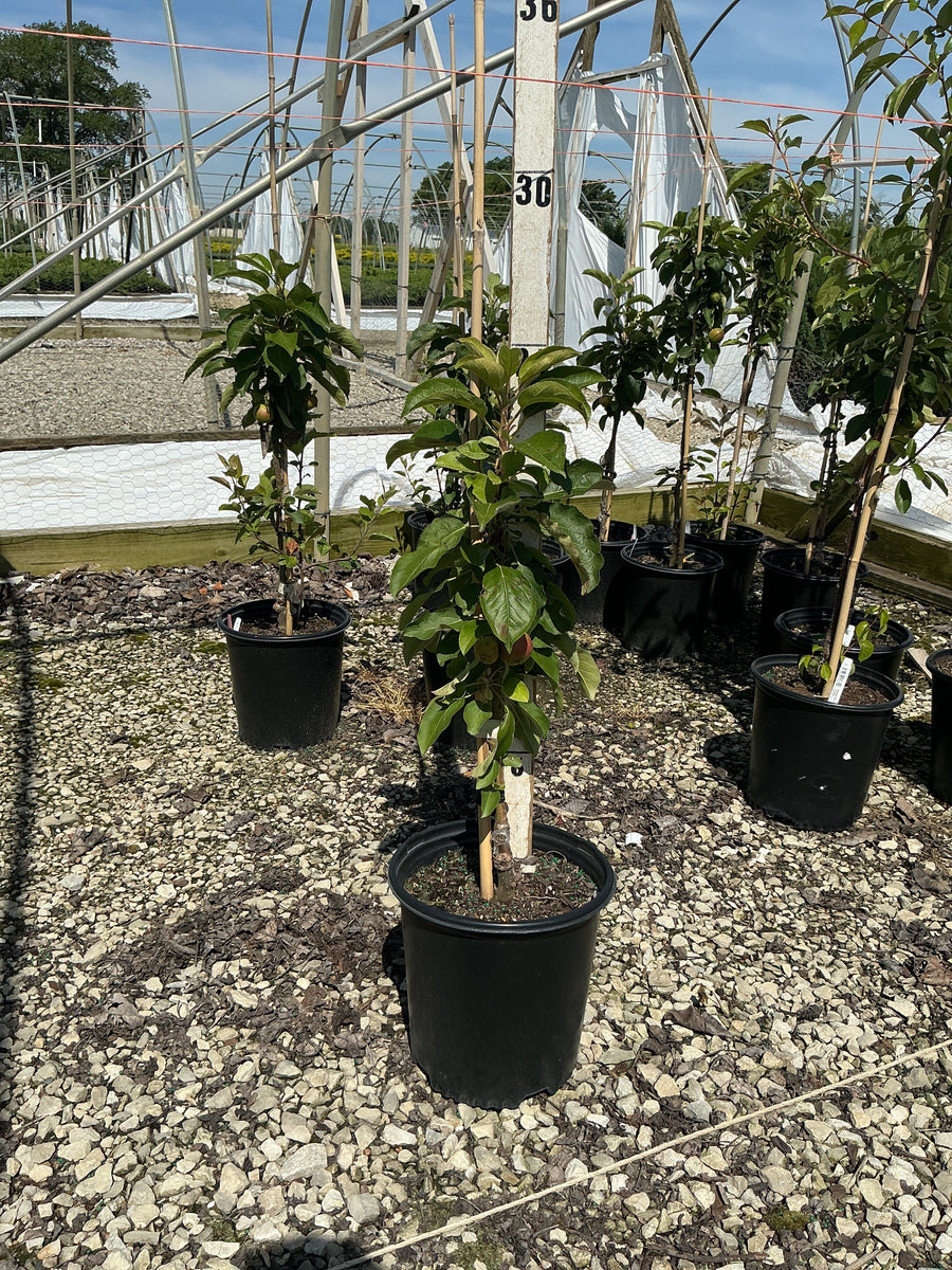 Malus 'Fruit Tangy Green' — G2