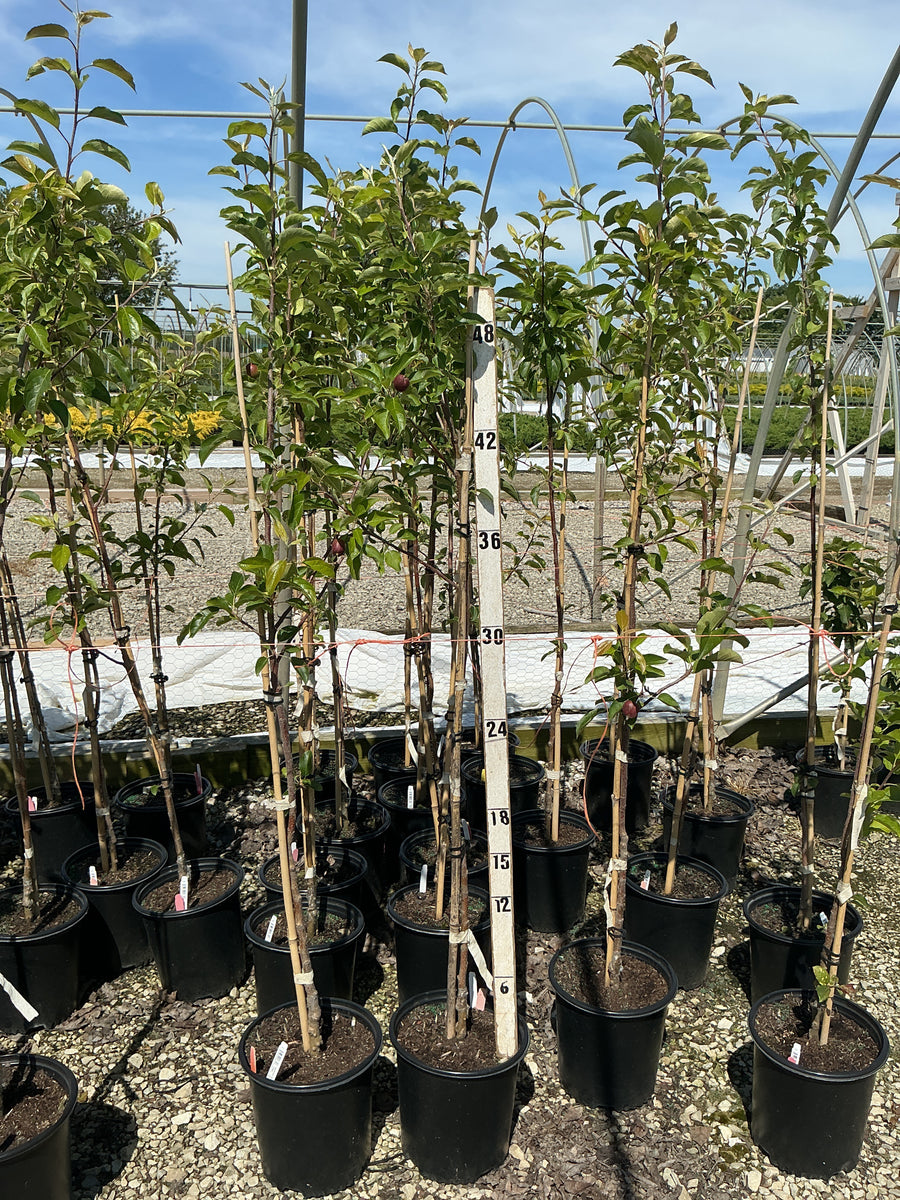Malus 'Fruit Yellow Delicious' — G2 36