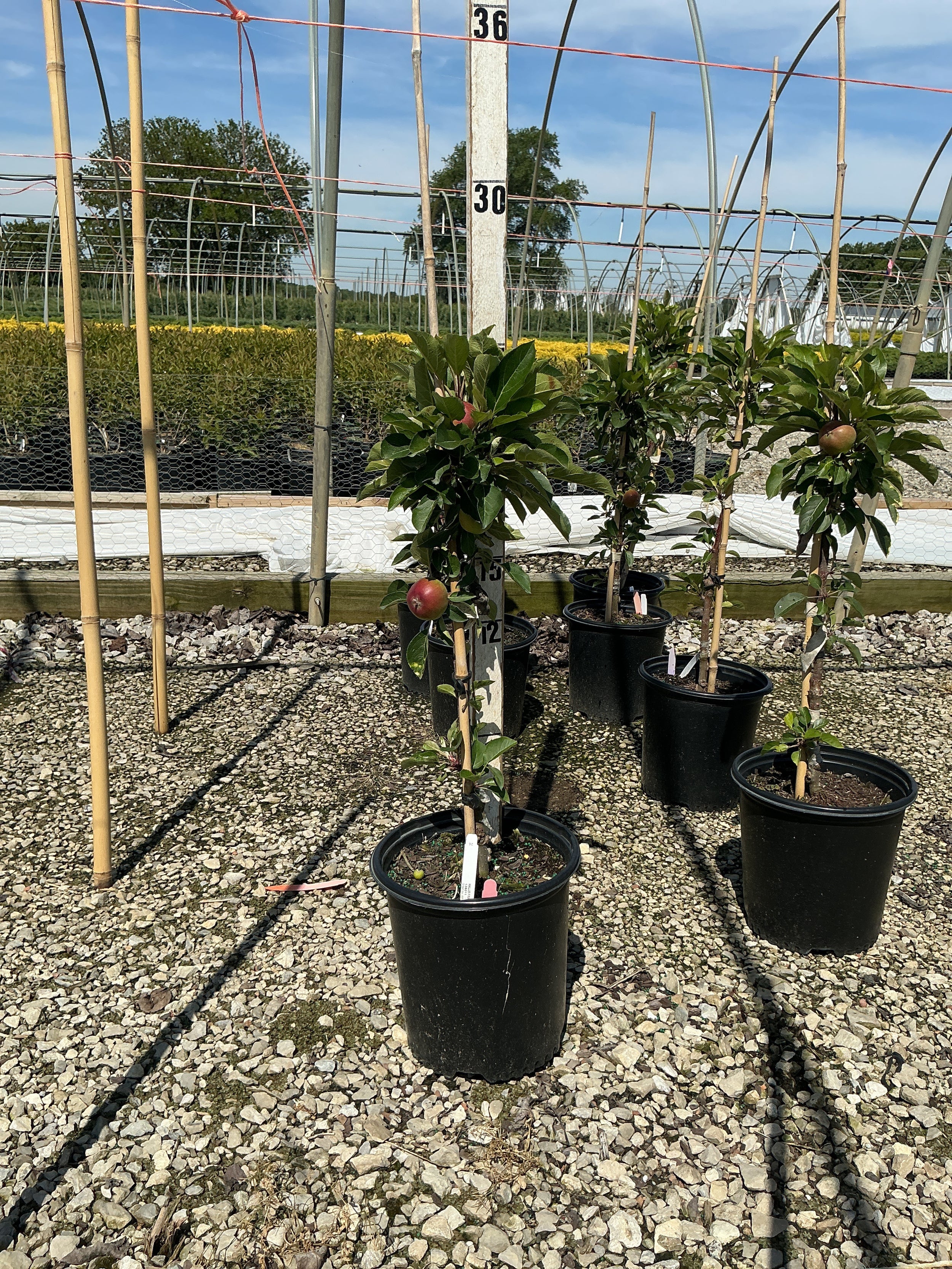 Malus domestica 'Tasty Red'