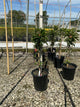 Malus domestica 'Tasty Red'