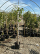 Pyrus 'Fruit Bartlett'