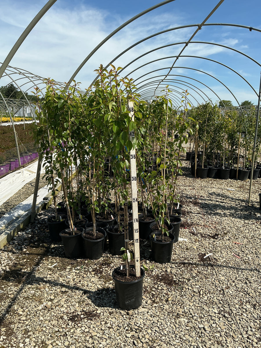 Pyrus 'Fruit Clapp's Favorite' — G2 36