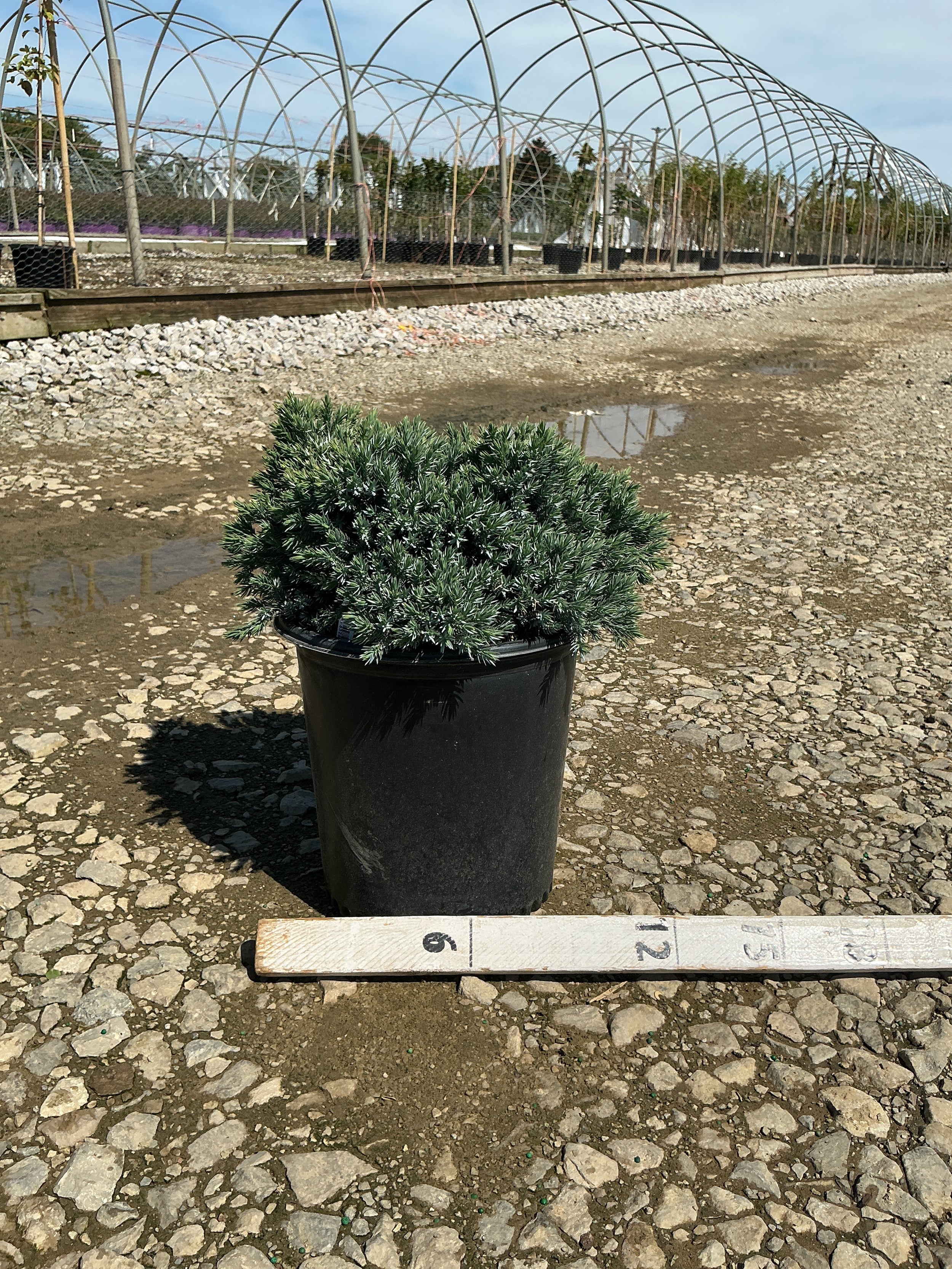 Juniperus squamata 'Blue Star'