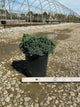 Juniperus squamata 'Blue Star'