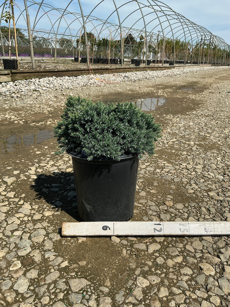 Juniperus squamata 'Blue Star' — G2 8
