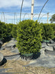 Buxus x 'Cranberry Creek'