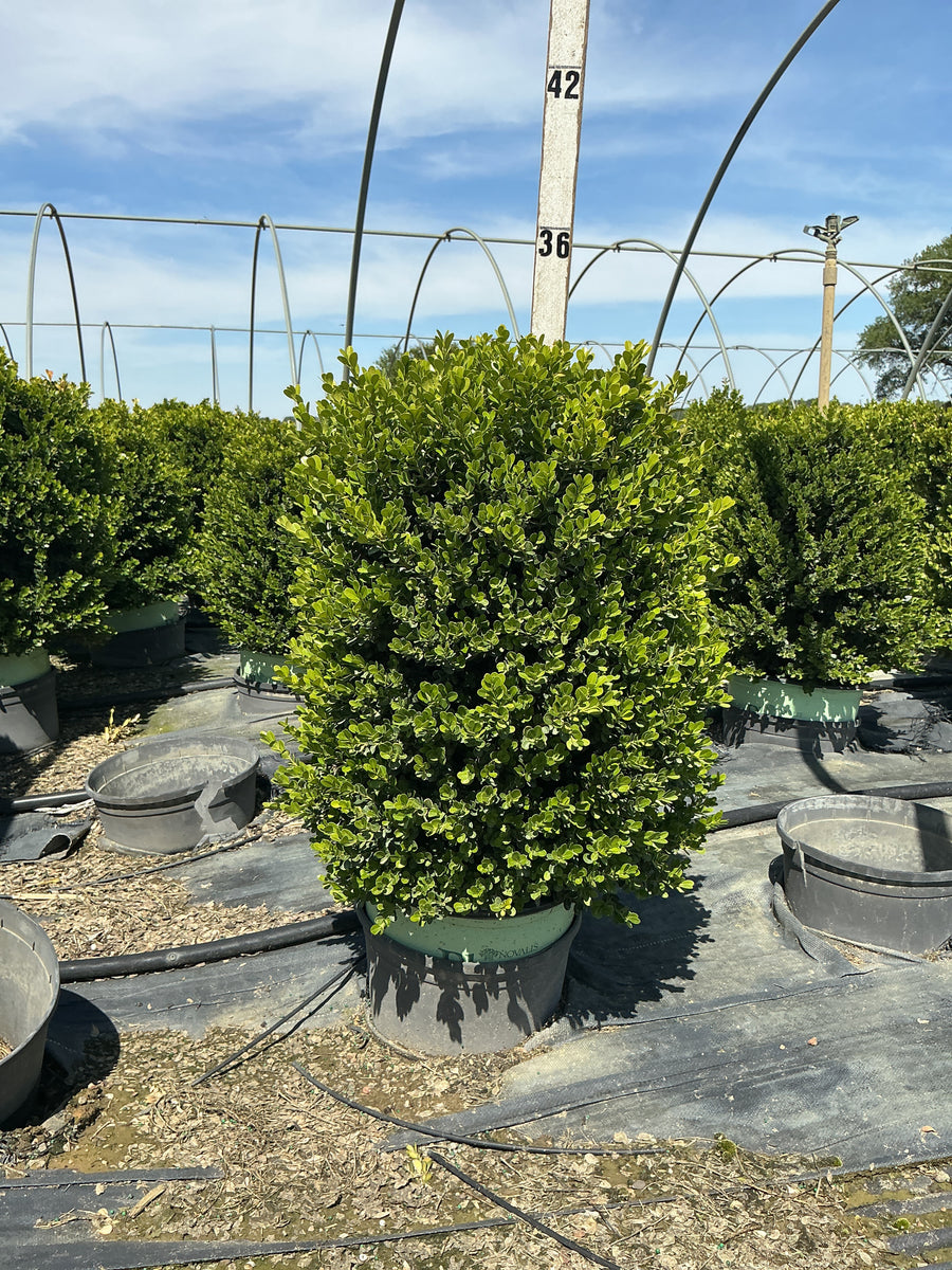 Buxus x 'Cranberry Creek' — G3 18