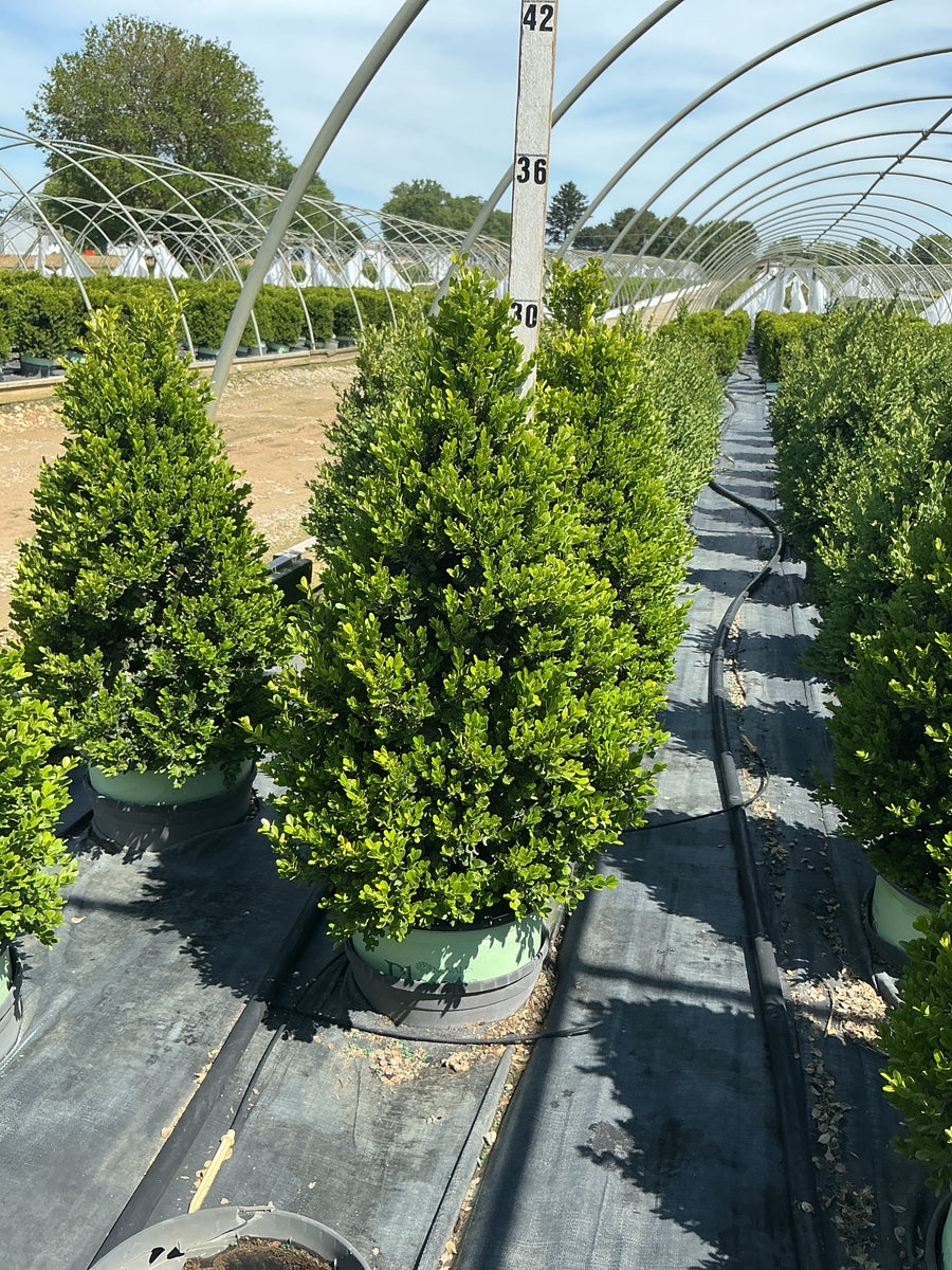 Buxus x 'Cranberry Creek' — G3 18