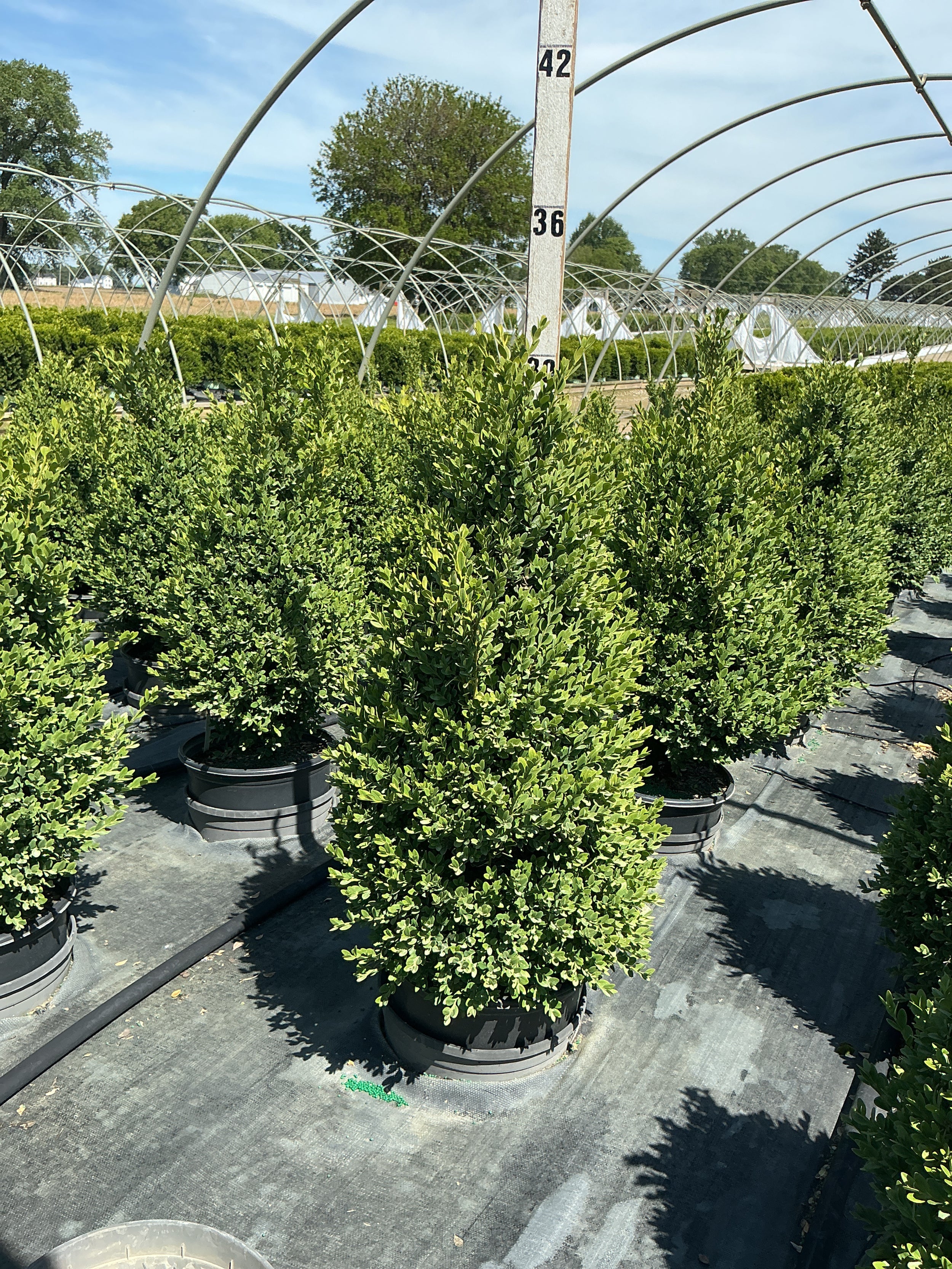 Buxus microphylla 'Green Mountain'