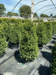 Buxus microphylla 'Green Mountain'