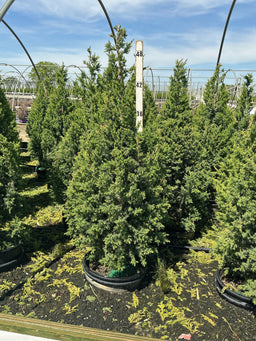 Juniperus x Star Power (‘J.N. Select Blue’)