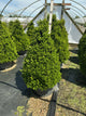 Buxus x 'Cranberry Creek'