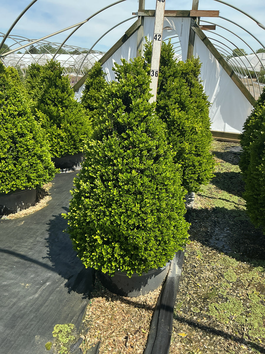 Buxus x 'Cranberry Creek' — G15 36