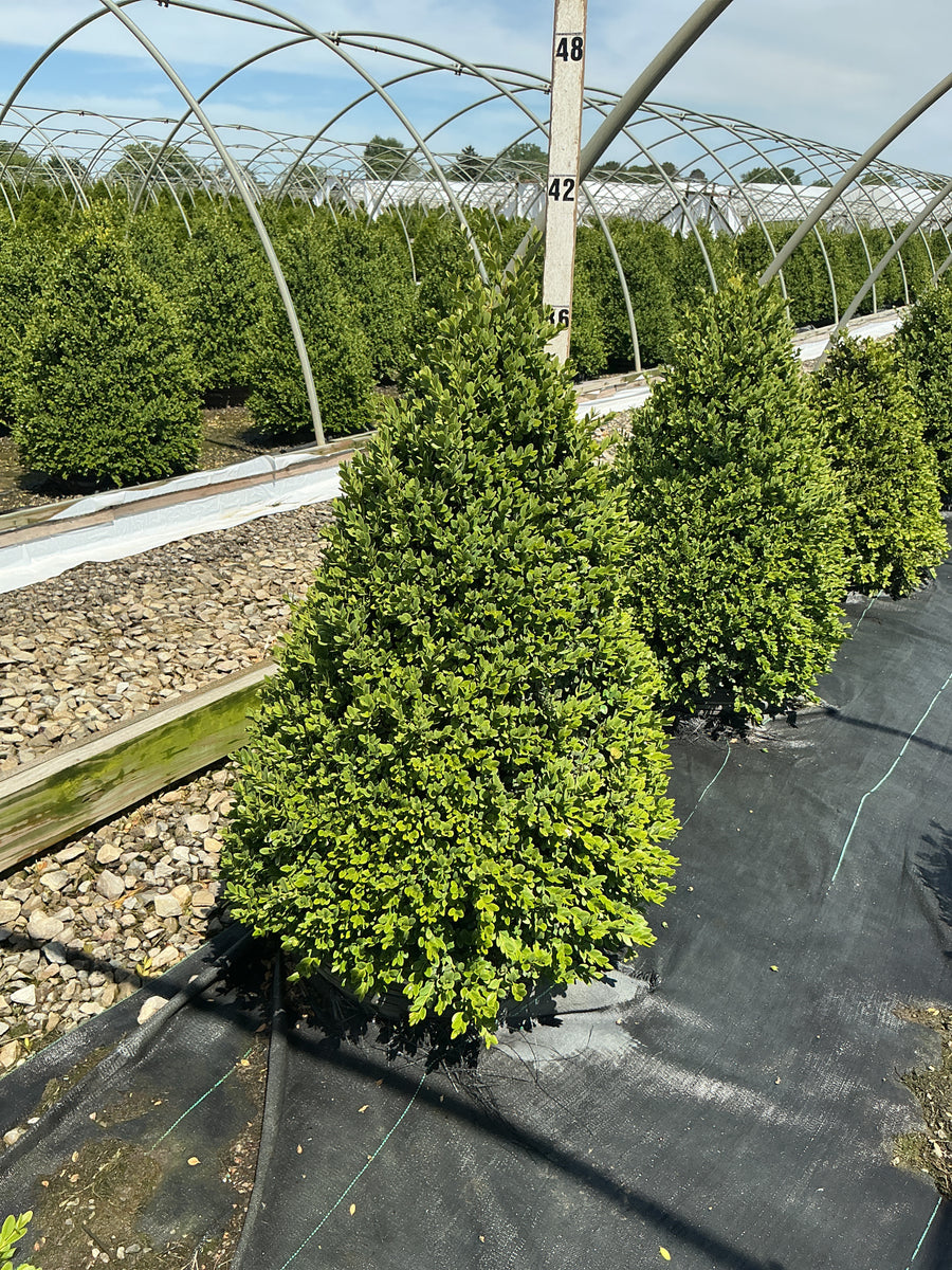 Buxus microphylla 'Green Mountain' — G15 36