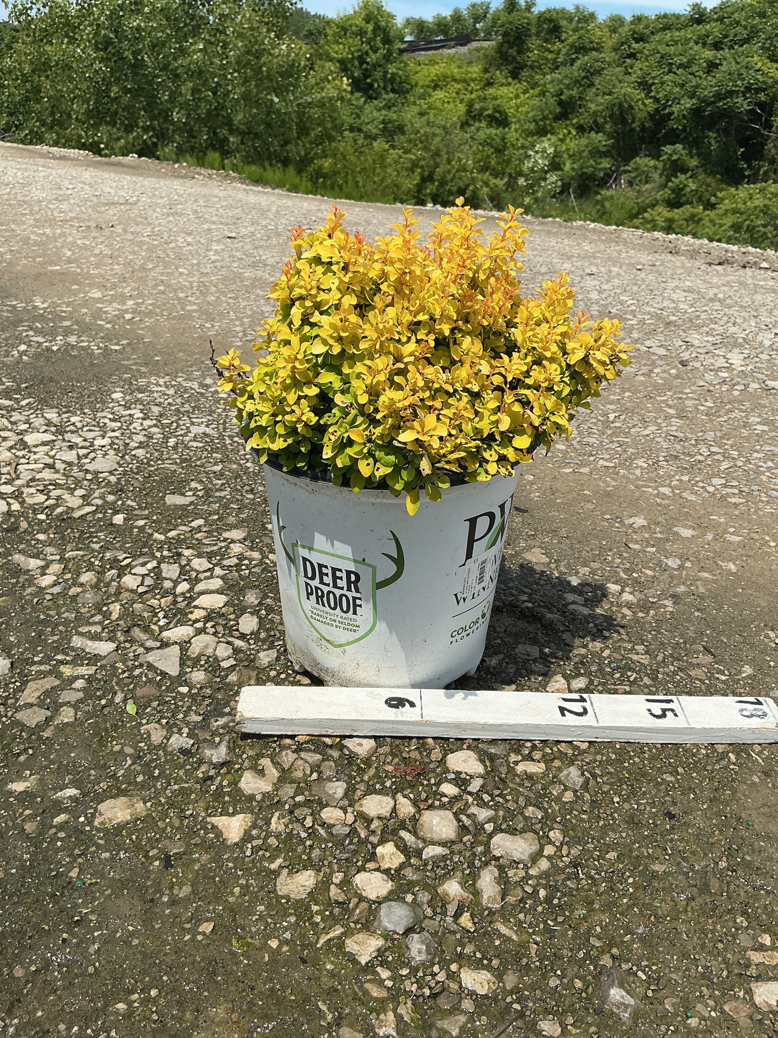 Berberis thunbergii 'Sunjoy Mini Saffron'
