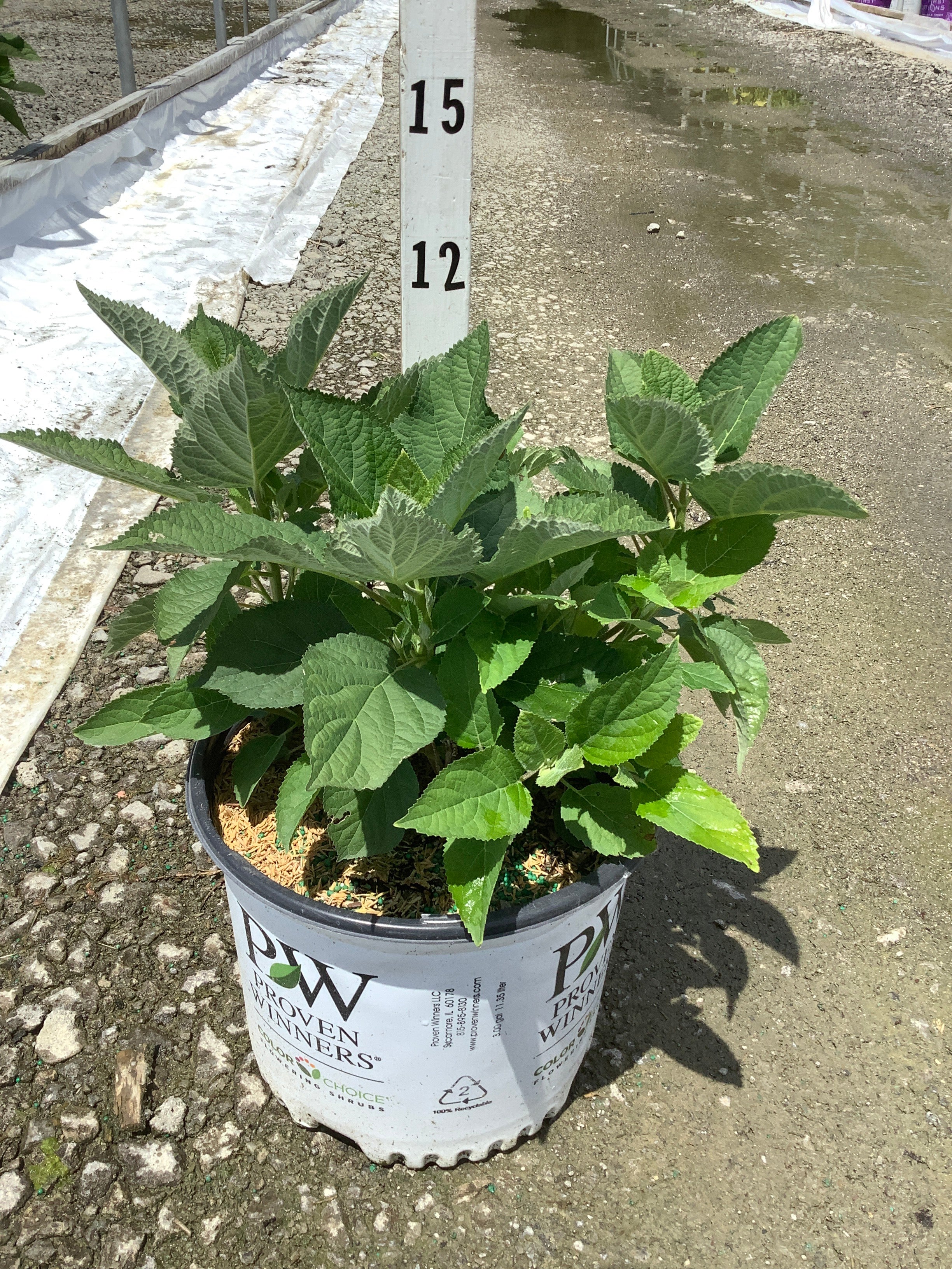 Hydrangea arborescens 'Invincble Sublime'