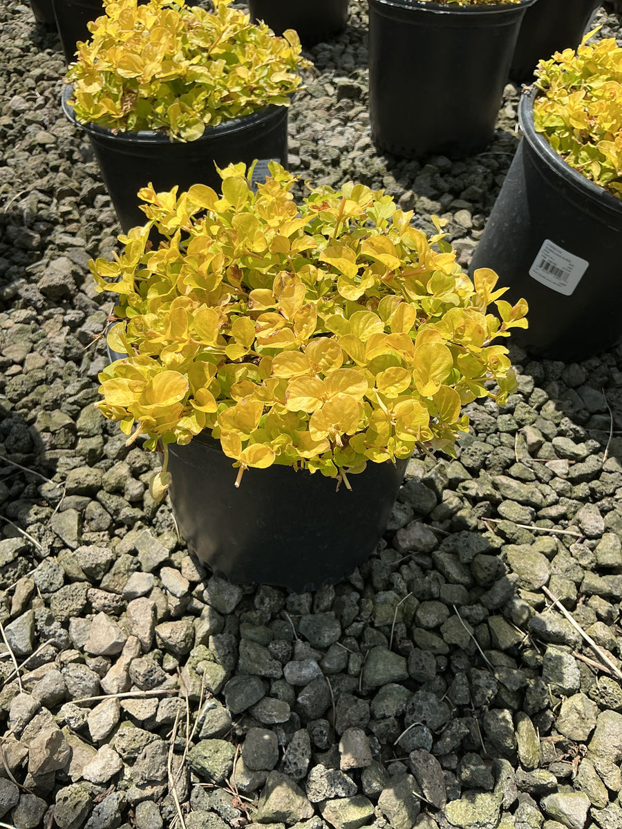 Lysimachia nummularia 'Aurea' — 19CM