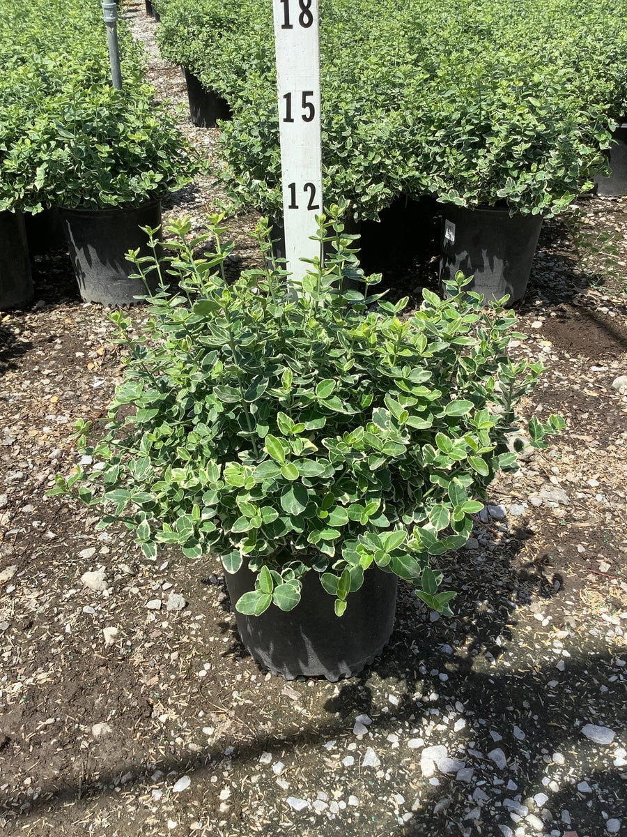 Euonymus fortunei 'Emerald Gaiety' — G2 10