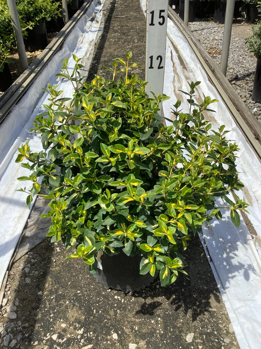 Euonymus fortunei 'Moonshadow' — G2 10