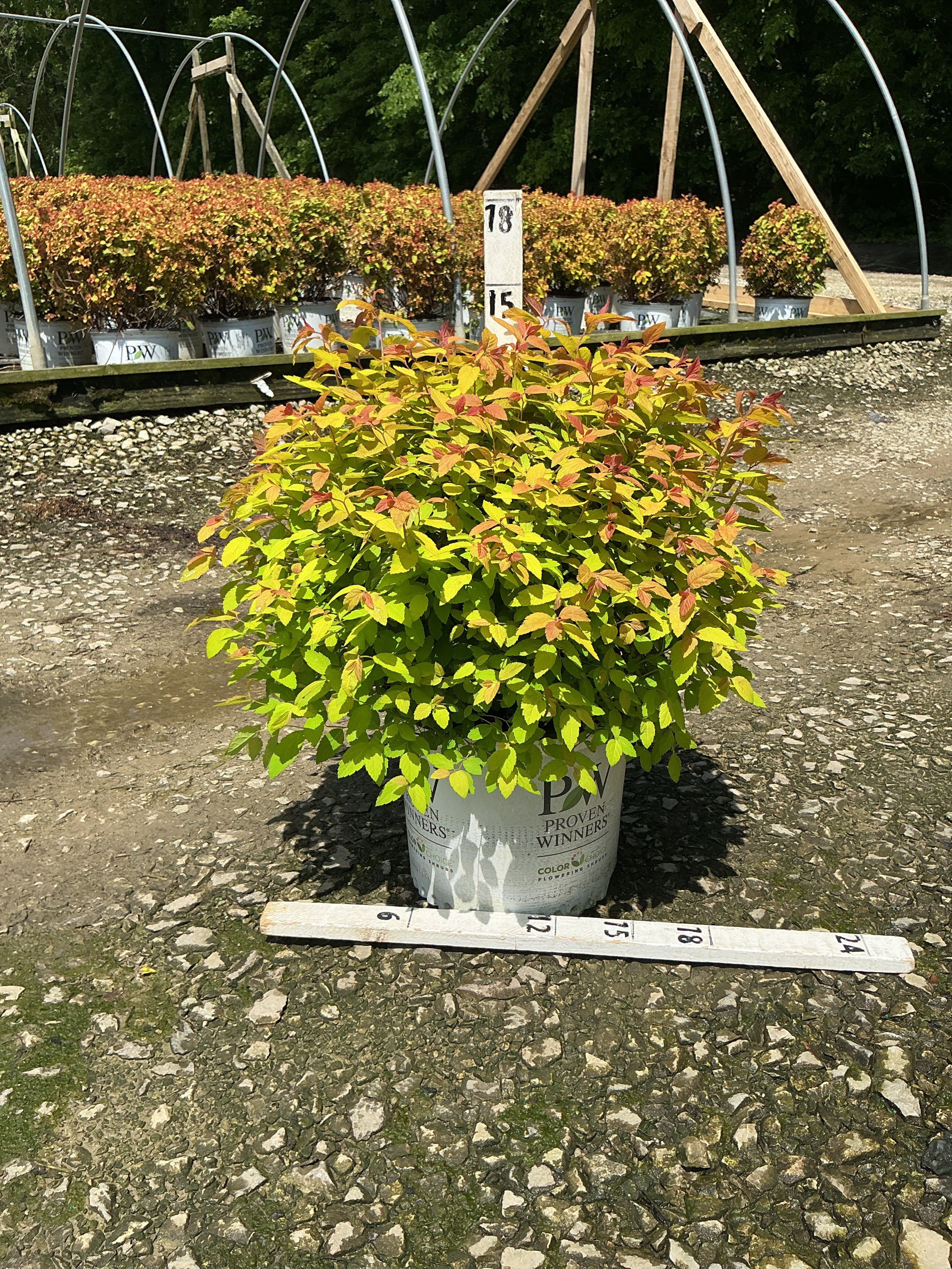 Spiraea japonica 'Tracy'