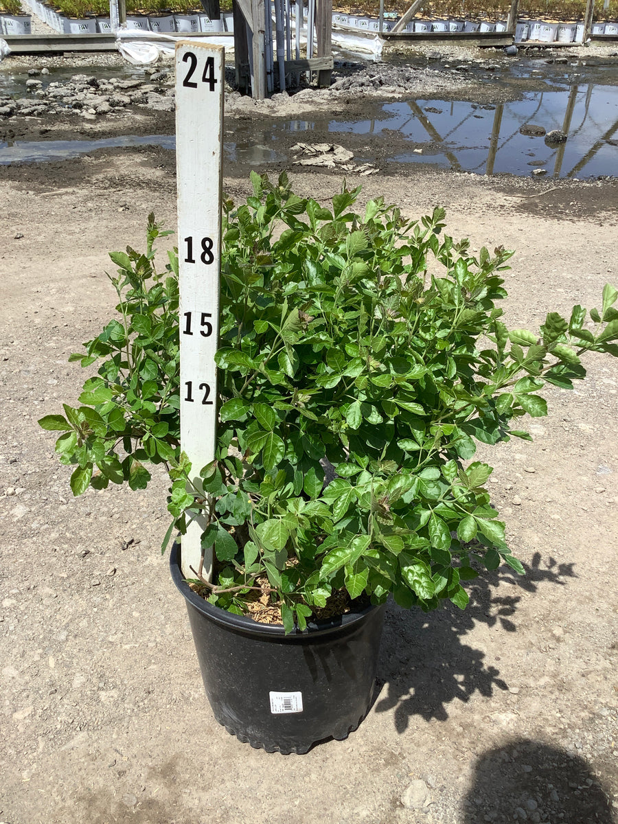 Rhus aromatica 'Gro-Low' — G3 15