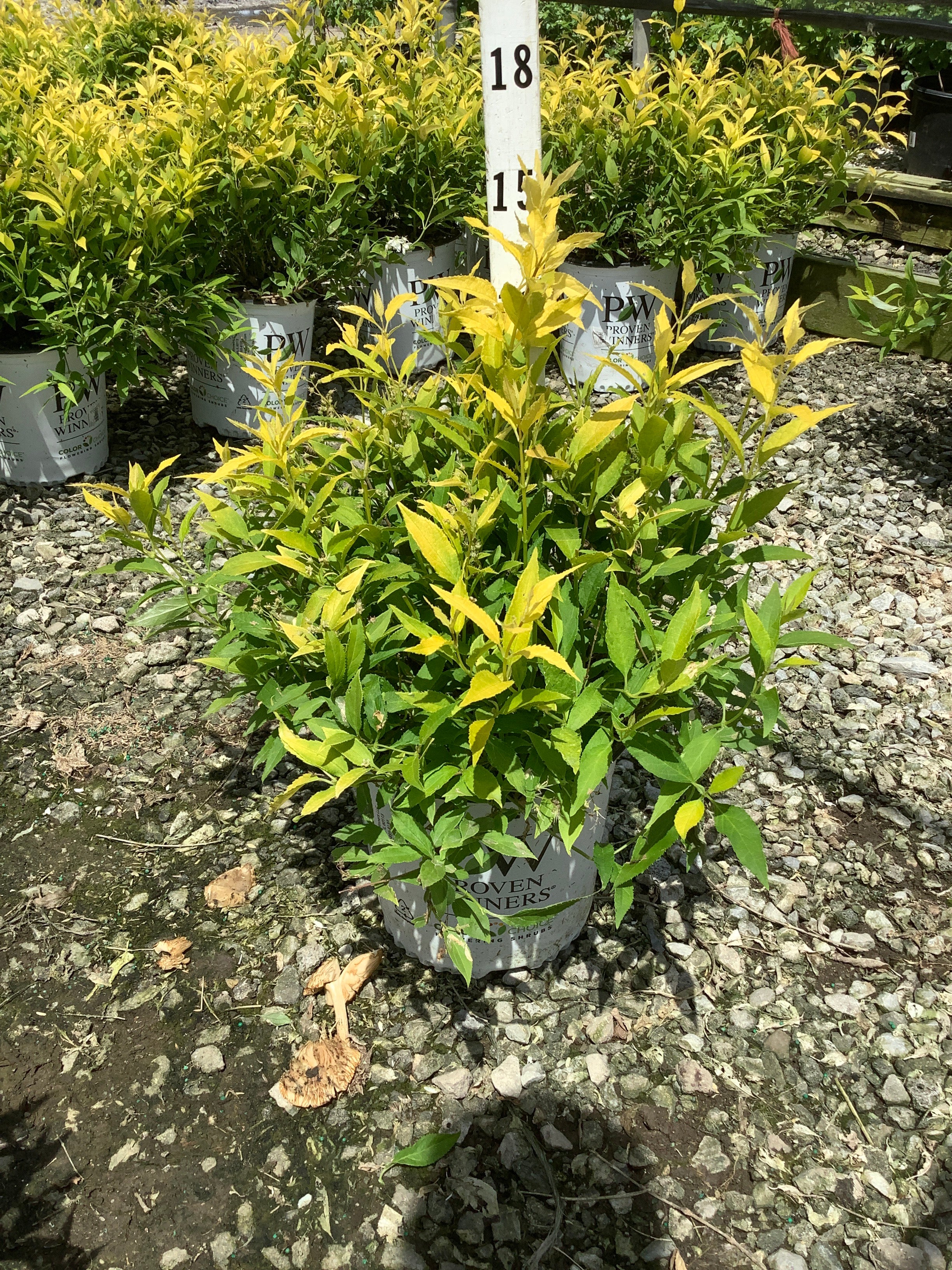 Deutzia gracilis 'Chardonnay Pearls'