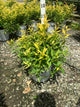 Deutzia gracilis 'Chardonnay Pearls'