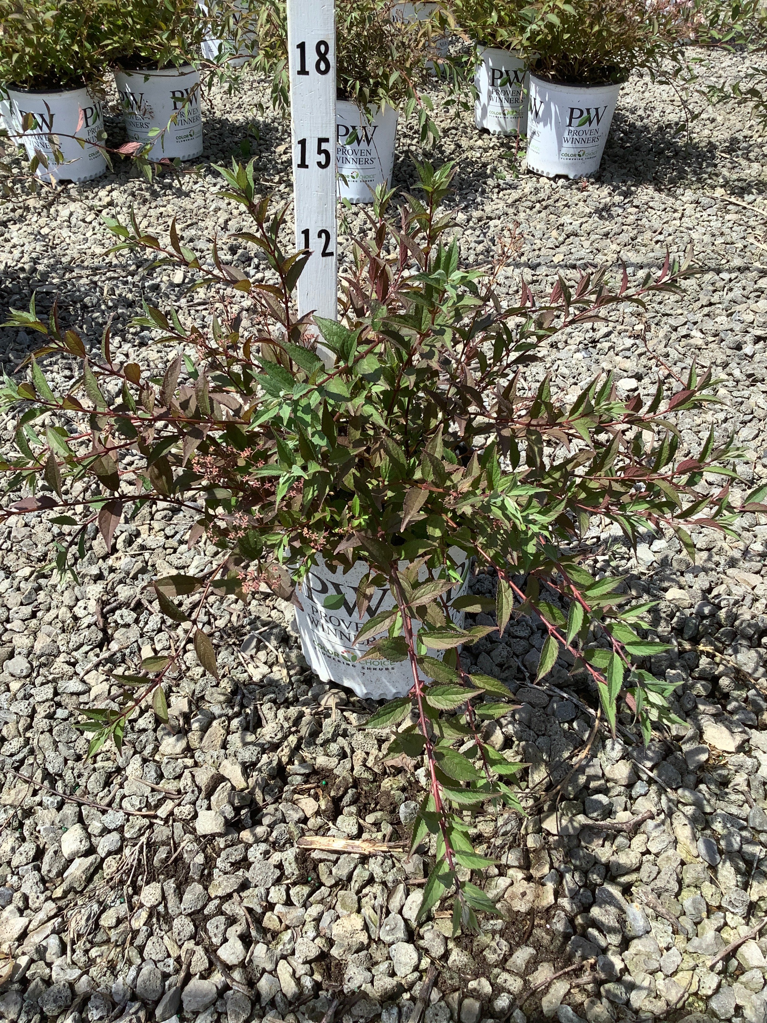 Deutzia yuki 'Cherry Blossom'