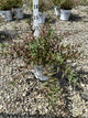 Deutzia yuki 'Cherry Blossom'