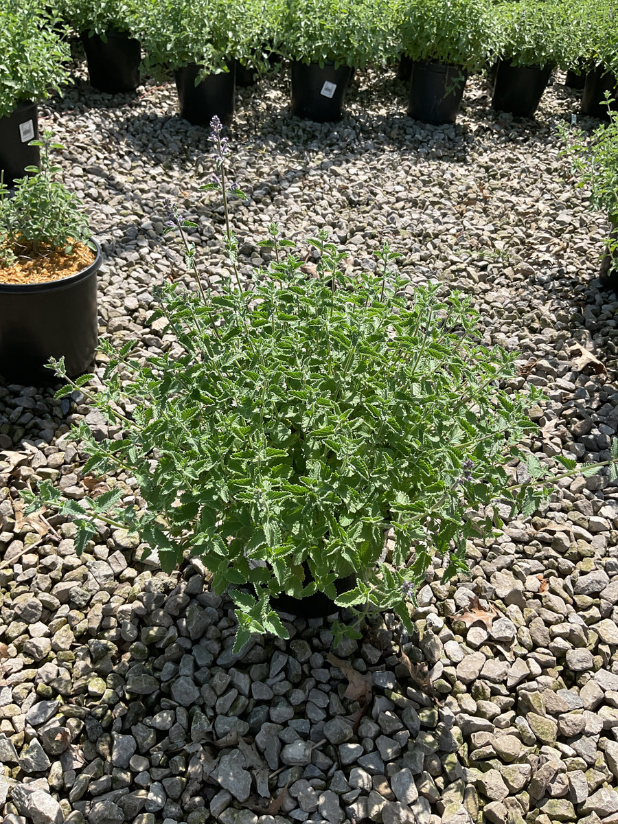 Nepeta faassenii 'Walker's Low' — 19CM