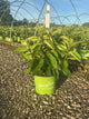 Hydrangea 'P Love-A-Lot Pink Rp10'