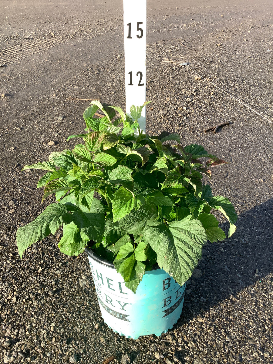 Rubus idaeus 'Raspberry Shortcake&trade;' — G2 RAZ