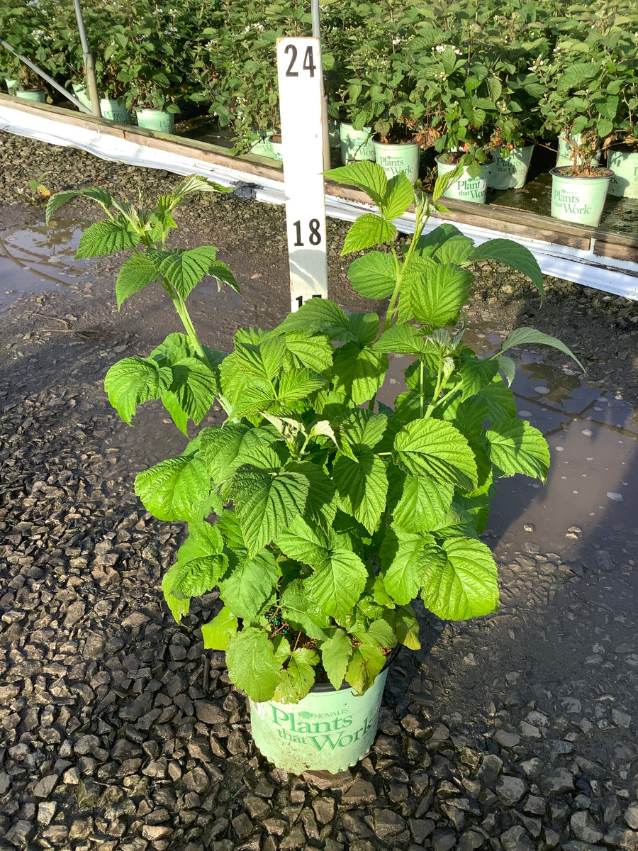 Rubus jewel — 19CM 12