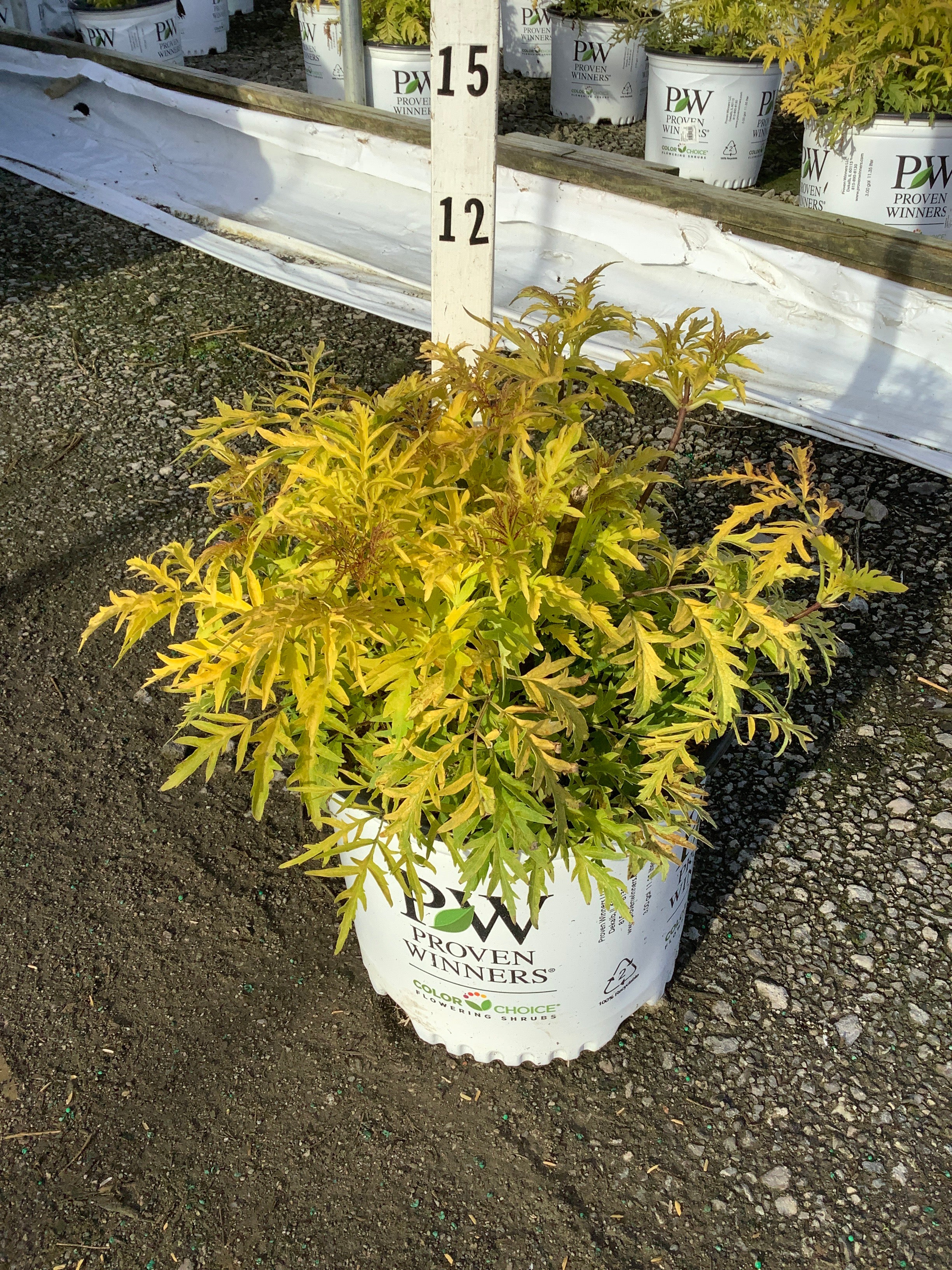 Sambucus lemony 'Lace'