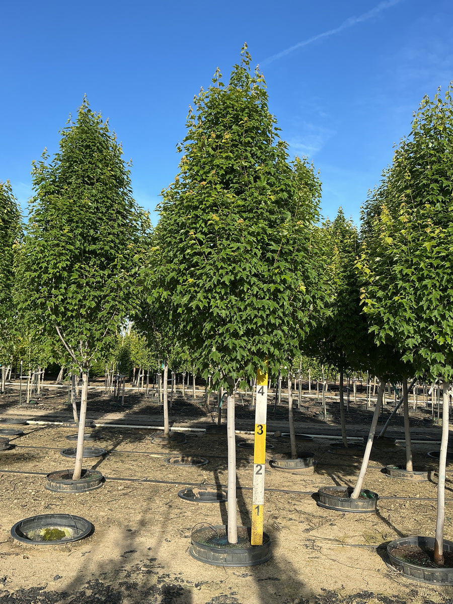 Acer rubrum 'Armstrong Gold' — G25 2