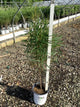 Rhamnus frangula 'Ron Williams'
