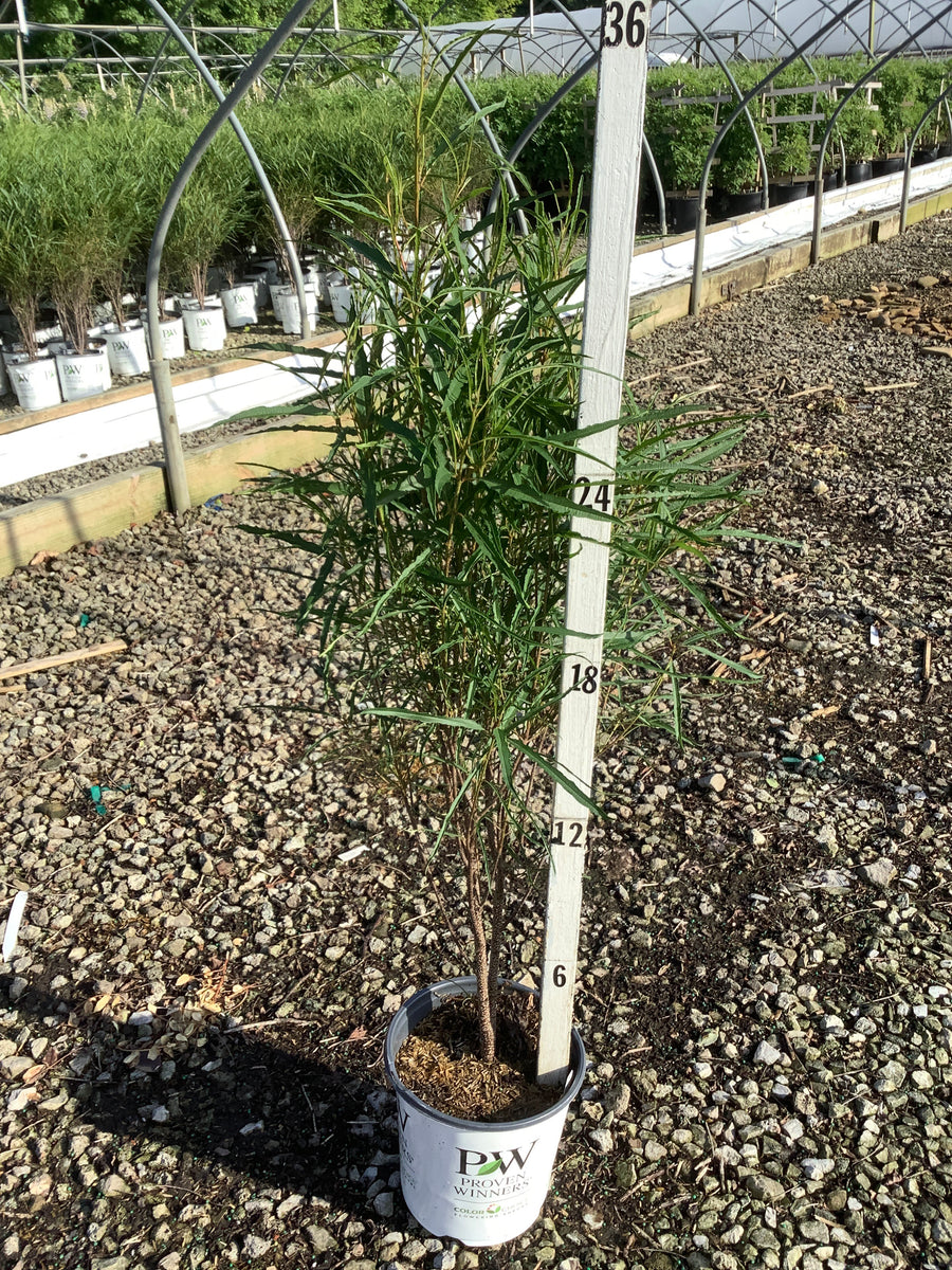 Rhamnus frangula 'Ron Williams' — G1 PW