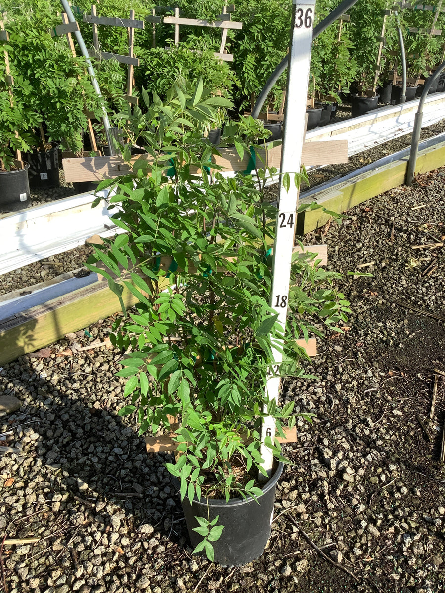Wisteria frutescens 'Amethyst Falls' — G2 30