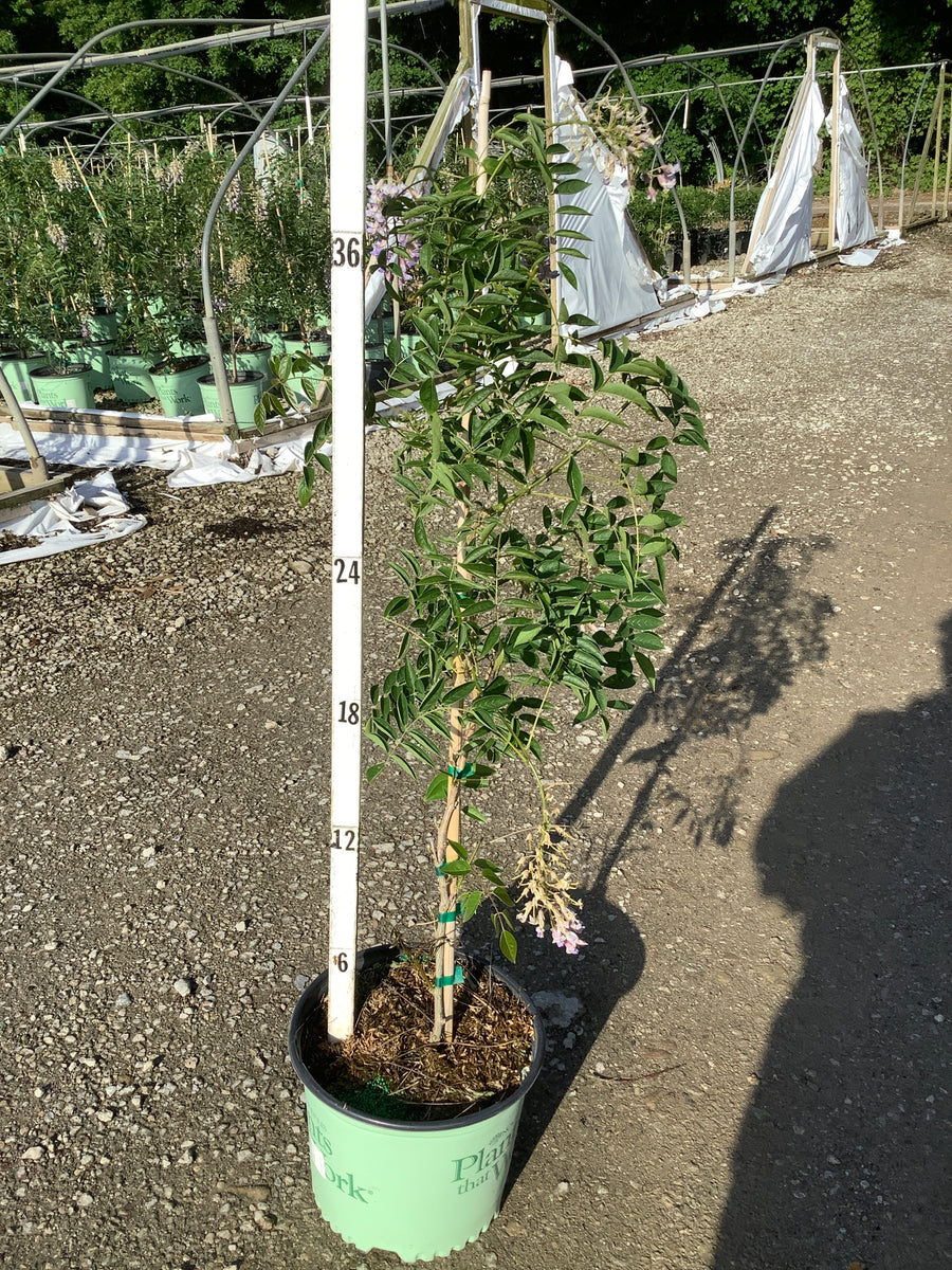 Wisteria macrostachya 'Blue Moon' — G3 60
